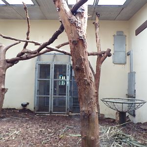 Sun bear indoors 6.7.23