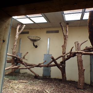 Sun bear indoors 6.7.23