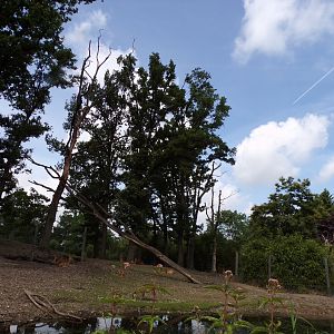 Asian mixed species paddock (Siamang, Pig-tailed macaque, Hog deer, Eld’s deer, Banteng) 6.7.23