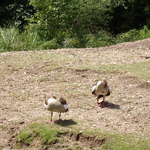 Egyptian geese in Asian paddock 6.7.23