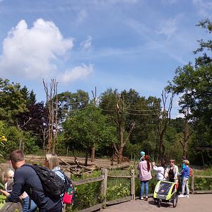 Asian mixed species paddock (Siamang, Pig-tailed macaque, Hog deer, Eld’s deer, Banteng) 6.7.23