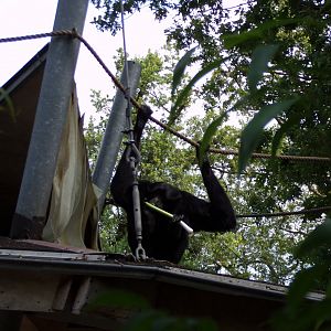 Siamang 6.7.23
