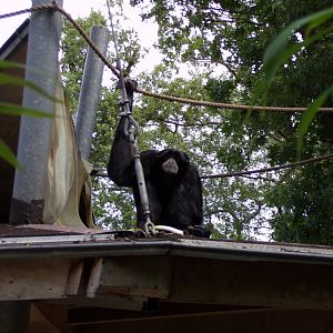 Siamang 6.7.23