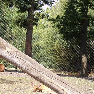 Eld’s deer and Sumatran tiger 6.7.23