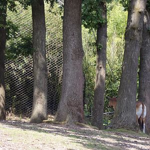 Banteng standoff with Sumatran tiger 6.7.23