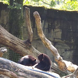 Sun bears 6.7.23