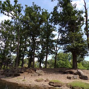 Asian mixed species paddock (Siamang, Pig-tailed macaque, Hog deer, Eld’s deer and Banteng) 6.7.23