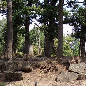 Pig-tailed macaques 6.7.23