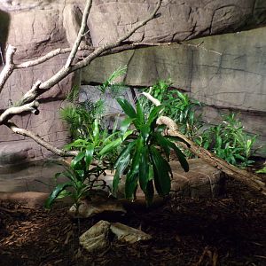 Asian water monitor enclosure 6.7.23