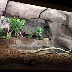 Asian water monitor enclosure 6.7.23