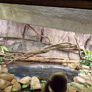 Reticulated python enclosure 6.7.23