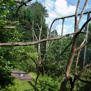 Buff-Cheeked gibbon enclosure 6.7.23
