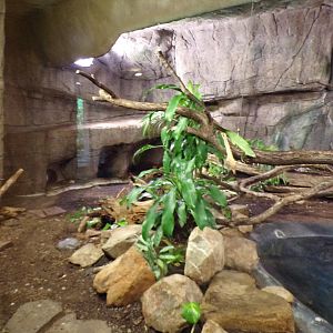 Reticulated python enclosure 6.7.23