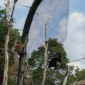 Buff-Cheeked gibbons