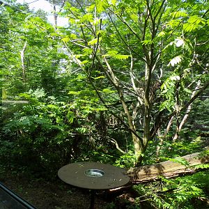 Buff-Cheeked gibbon enclosure 6.7.23