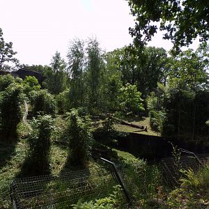Sumatran tiger enclosure 6.7.23