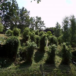 Sumatran tiger enclosure 6.7.23