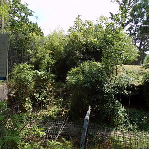 Sumatran tiger enclosure 6.7.23