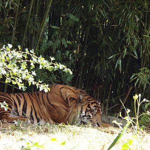 Sumatran tiger 6.7.23