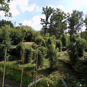 Sumatran tiger enclosure 6.7.23