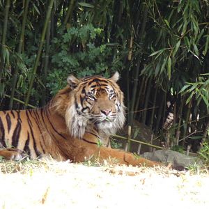 Sumatran tiger 6.7.23