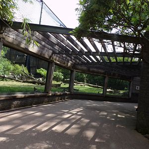 Sumatran tiger viewing area 6.7.23