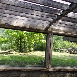 Sumatran tiger enclosure 6.7.23