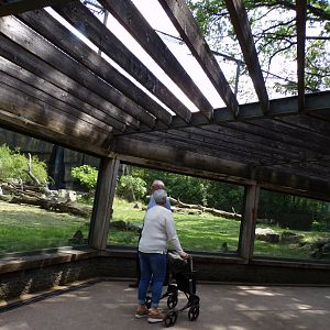 Sumatran tiger enclosure 6.7.23