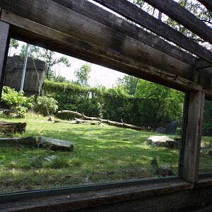 Sumatran tiger enclosure 6.7.23