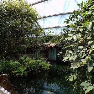 Mangrove- Manatee and fish enclosure 6.7.23