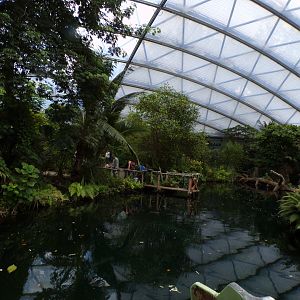Mangrove- Manatee and Fish enclosure 6.7.23