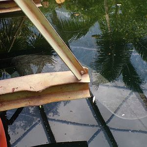 Carribean manatee 6.7.23