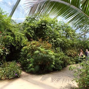 View of foliage in the Mangrove 6.7.23