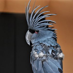 Lesser Palm Cockatoo (Probosciger aterrimus aterrimus)