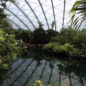 Mangrove- Manatee and fish enclosure 6.7.23