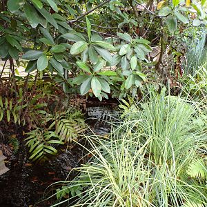 View of foliage in the Mangrove 6.7.23