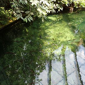 View of fish in the Manatee pool 6.7.23