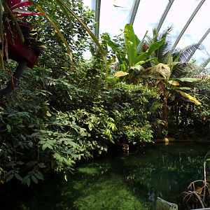 View of foliage in the Mangrove 6.7.23