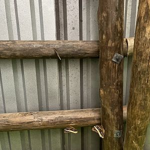 Owl moths in the Mangrove 6.7.23