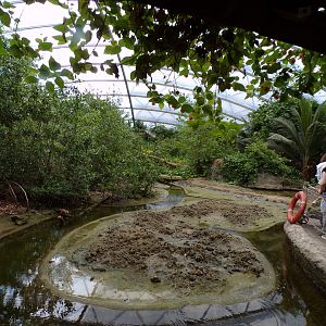 Fiddler crab mudflat 6.7.23