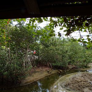 Mangrove trees in fiddler crab mudflat 6.7.23