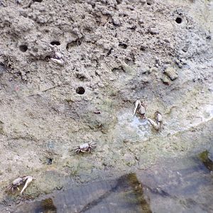 Fiddler crabs 6.7.23
