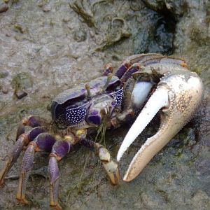 Fiddler crab 6.7.23