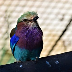 Lilac-breasted Roller (Coracias caudatus)
