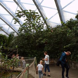 View of foliage in the Mangrove 6.7.23