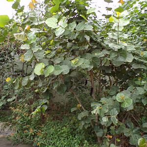 Foliage in the Mangrove 6.7.23