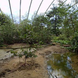 Fiddler crab mudflat 6.7.23