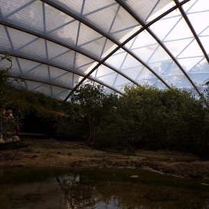 Fiddler crab mudflat 6.7.23