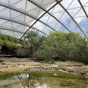 Fiddler crab mudflat 6.7.23