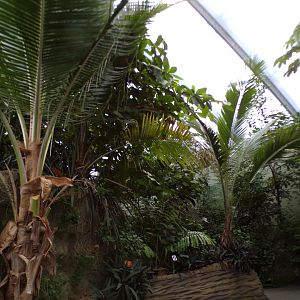 Foliage in the Mangrove 6.7.23